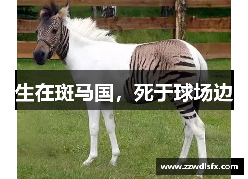 生在斑马国，死于球场边